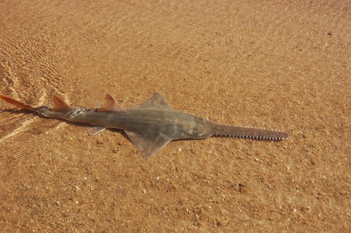 Freshwater Sawfish