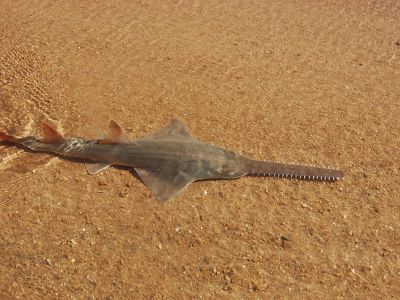 Freshwater Sawfish
