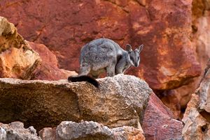 Black-flanked Rock-wallaby