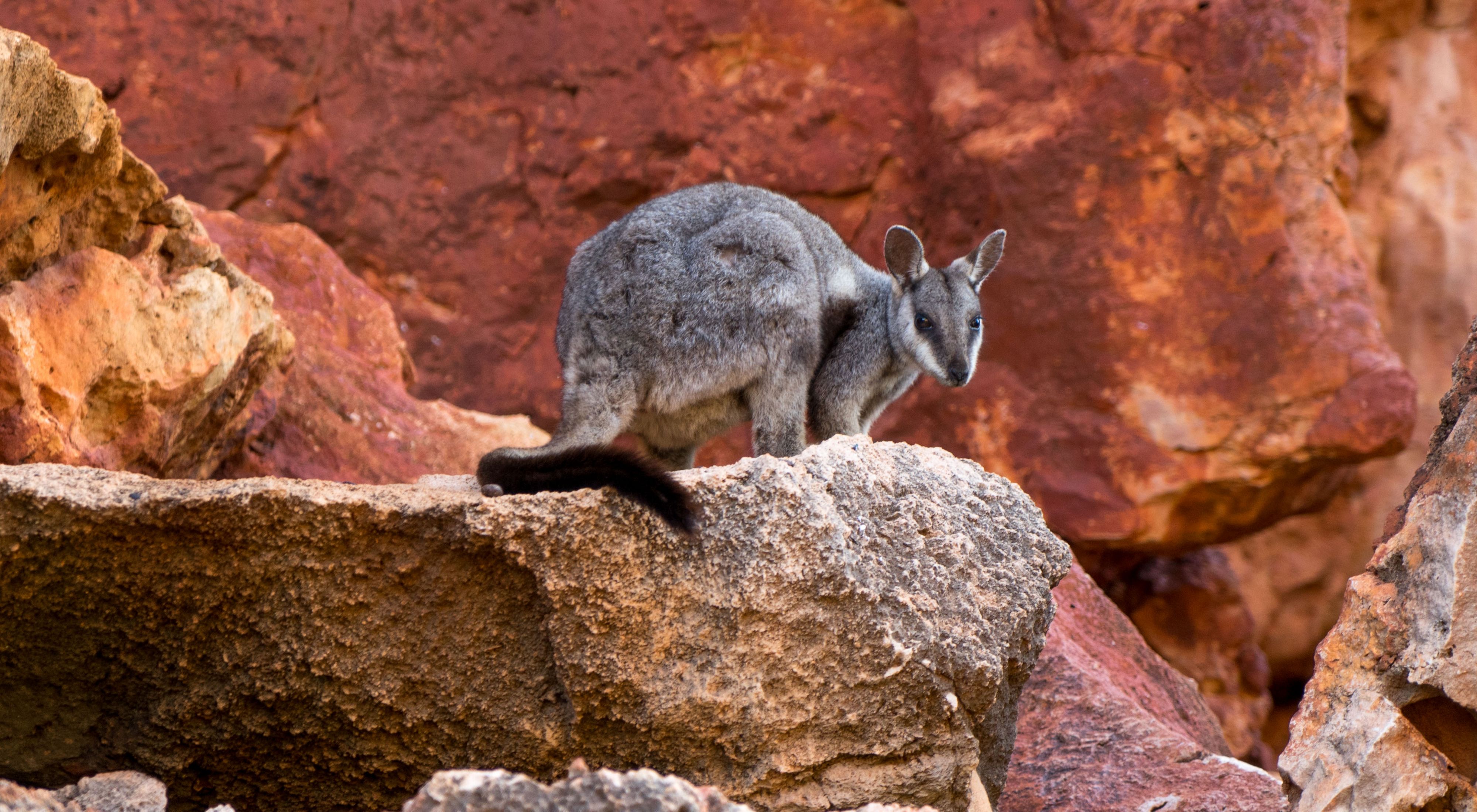 a furry animal in a red rocky landscape