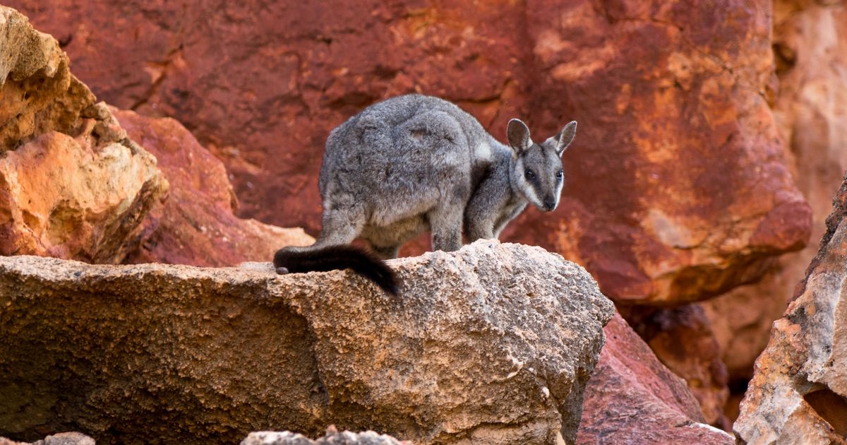 Animals of the Australian desert