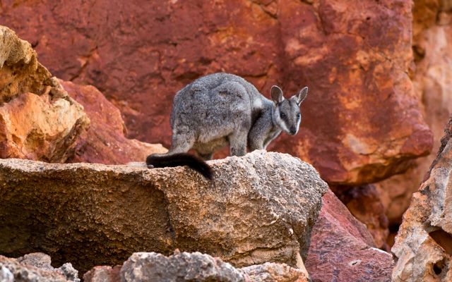 A closeup of a rock wallaby standing on top of a large rock.