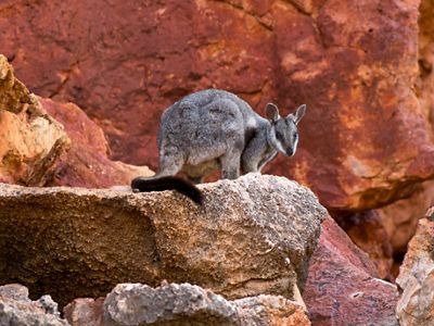 is an endangered species surviving in small isolated populations in Australia