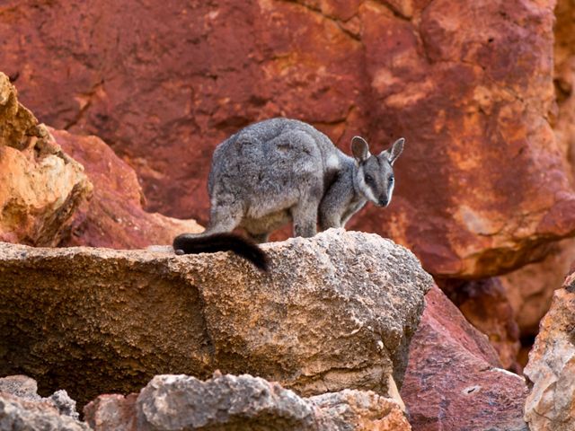 Animals of the Australian desert