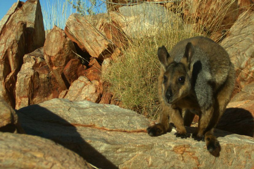 Australia's endangered animals