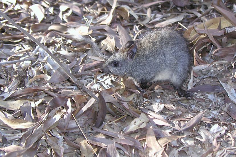 Black-footed Tree Rat