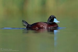 Blue-billed Duck