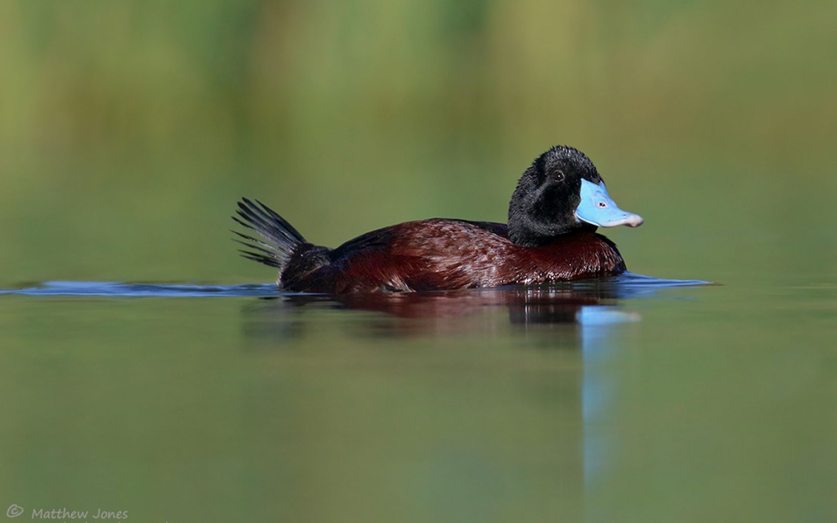Blue-billed Duck in the Murray-Darling Rivers. © Matthew Jones