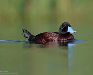 Blue-billed Duck