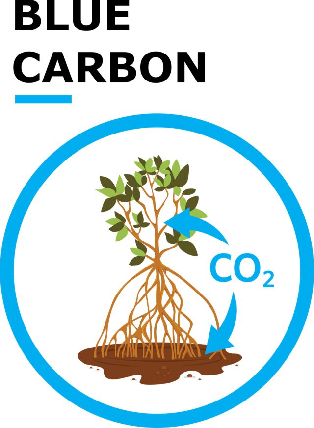blue carbon icon