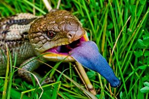 5 Ways To Create A Wildlife Friendly Garden   Blue Tongued Lizard Jonathon Dashper 