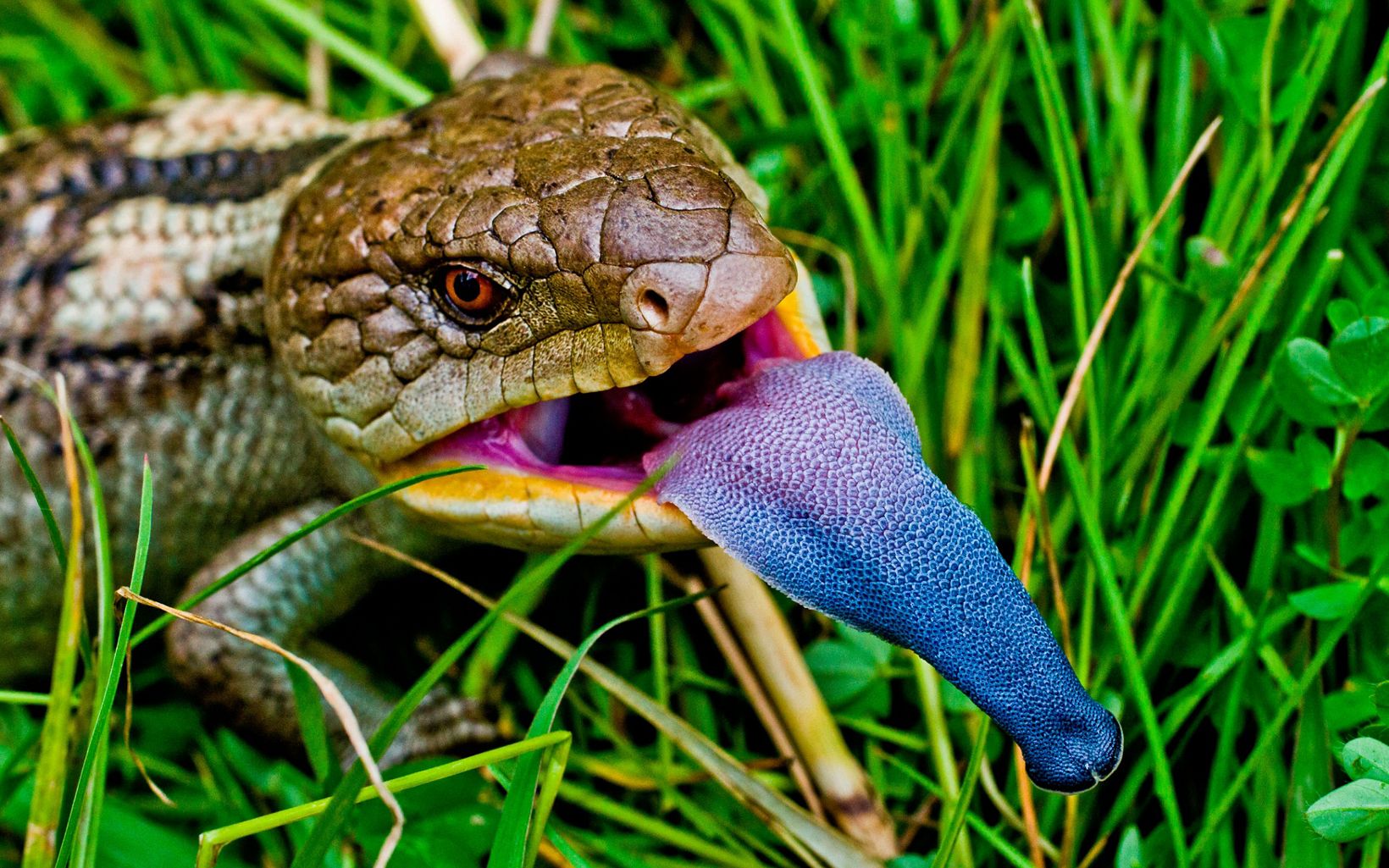 the large blue tongue is used as a bluff-warning to potential enemies