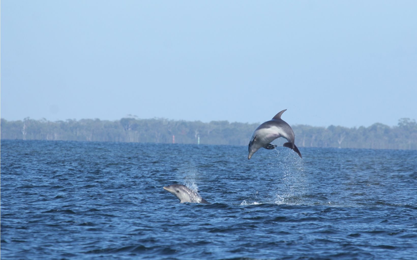 Burrunan Dolphins 