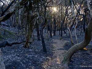 Bushfire in Yamba NSW 