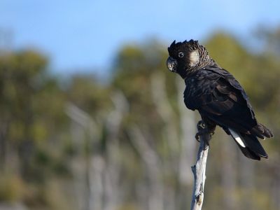 An endangered species endemic to southwest Western Australia