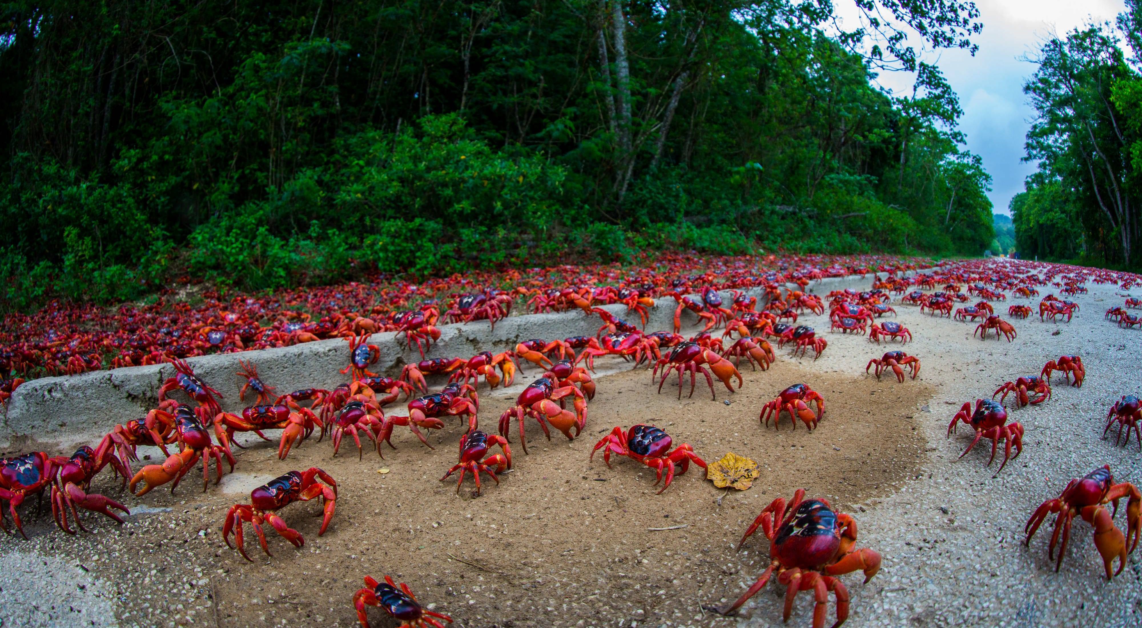 The annual migration of millions of these land crabs to the sea to spawn is one of the world’s great wildlife spectacles