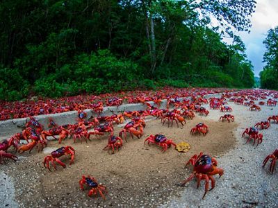 The annual migration of millions of these land crabs to the sea to spawn is one of the world’s great wildlife spectacles