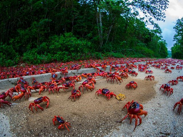 The annual migration of millions of these land crabs to the sea to spawn is one of the world’s great wildlife spectacles