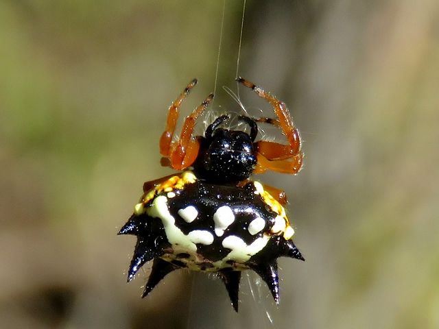 also know as the Jewel Spider