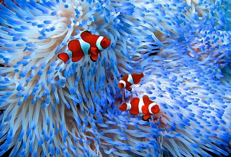live in the coral reefs off the coasts of Australia.