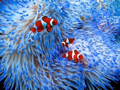 Tres peces payaso nadan entre anémonas.