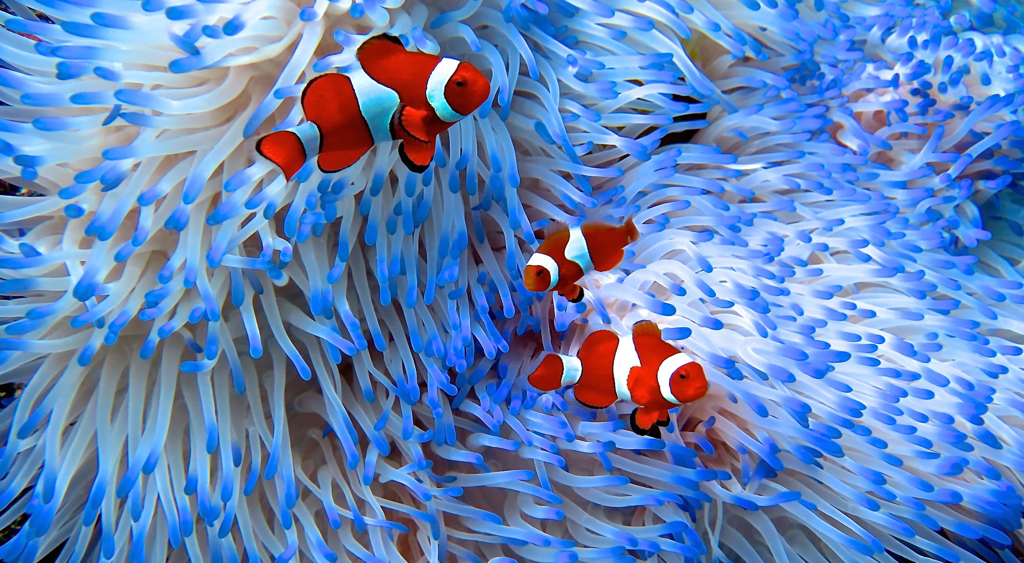 live in the coral reefs off the coasts of Australia.                        