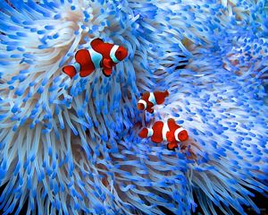 Clown fish