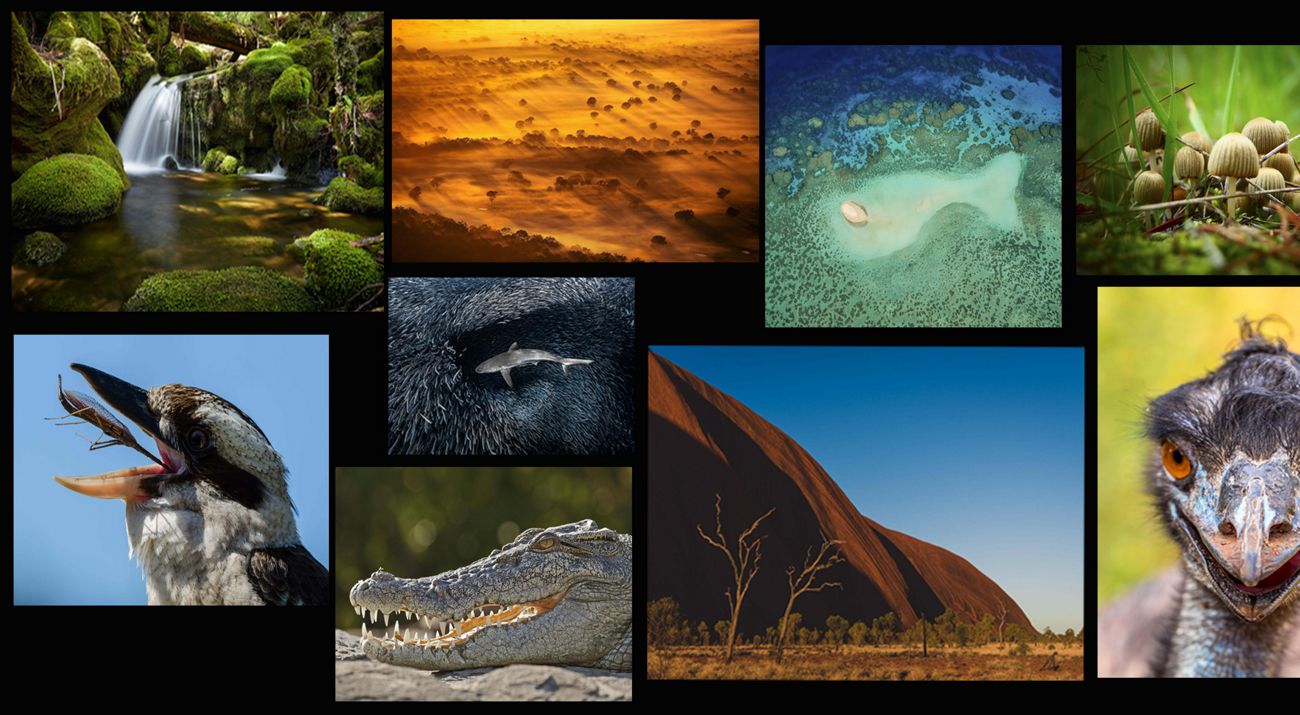 A collage of previous photo contest entrants from the Oceania region
