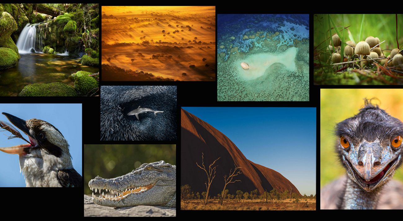A collage of previous contest entrants from the Oceania Region