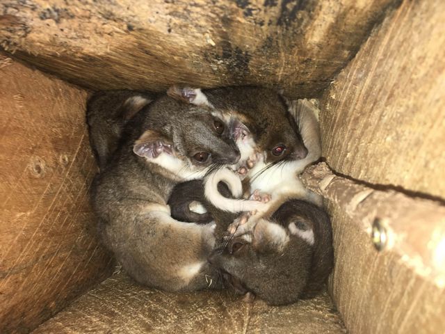 possums curled up in a small wooden space