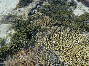 Great Barrier Reef not bouncing back as before, but there's hope