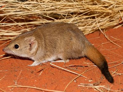 Closely related to the Tasmanian Devil and quolls