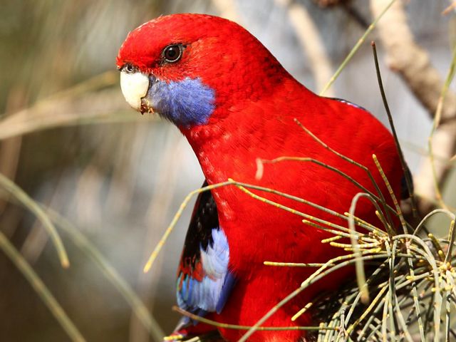 closeup of a bright red bird