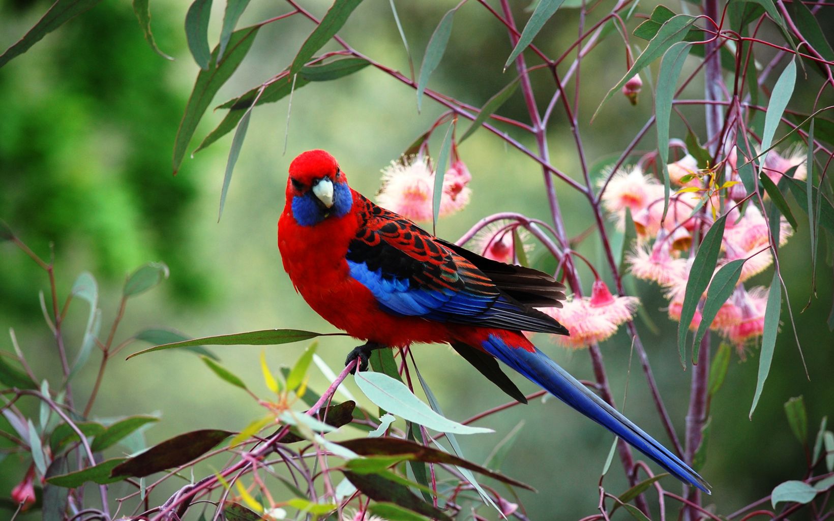 Crimson Rosella, a blue-and-red bird native to Melbourne