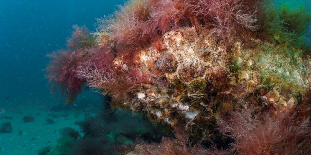 An underwater shot of restored Dromana Reef