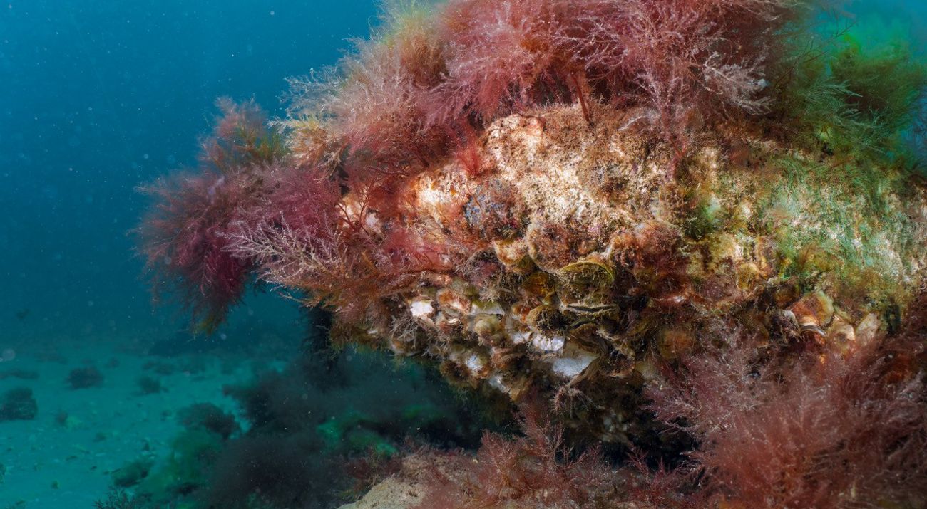 Underwater view of Dromana Reef, Victoria showing a healthy reef with shellfish and underwater plants