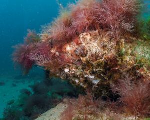 A healthy restored reef showing shellfish and underwater plants growing on rocks