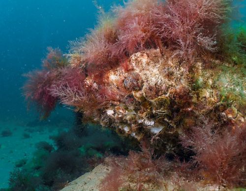 A healthy restored reef showing shellfish and underwater plants growing on rocks