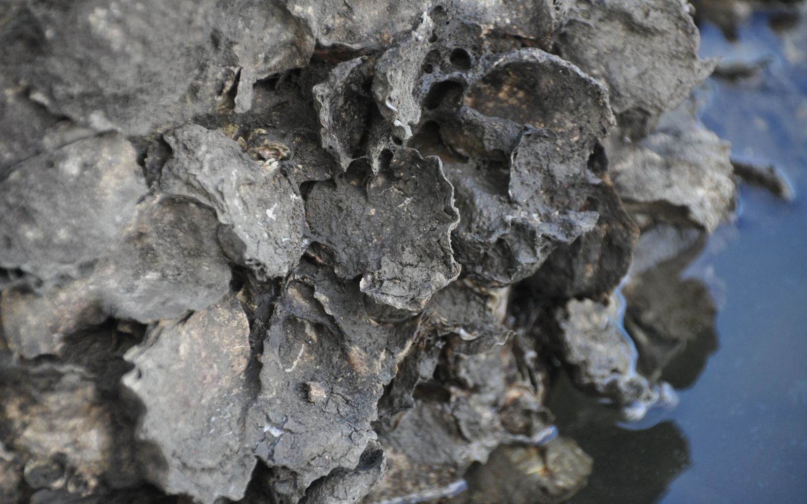 Rock oysters found at Noosa © Craig Bohm / TNC