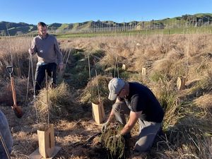 Two men plant seedlings in a field.