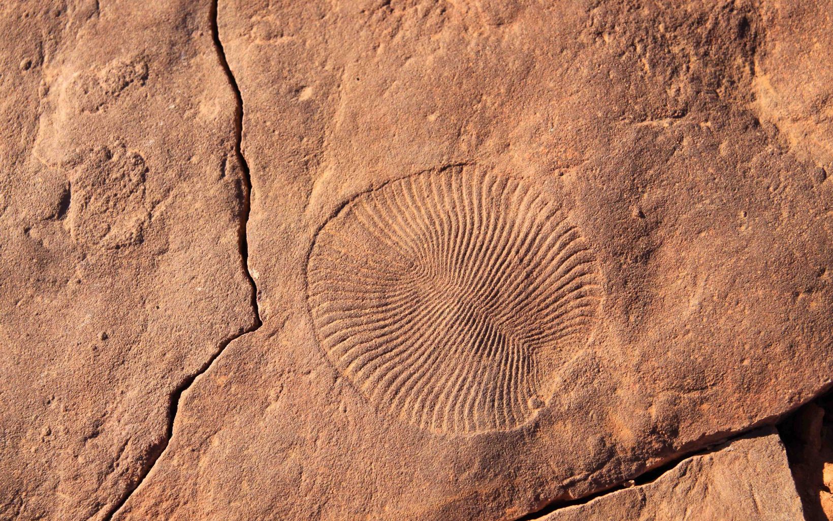 Dickinsonia fossil one the the Earth's first animals, at Nilpena © Jason Irving / South Australian Department of the Environment and Water 