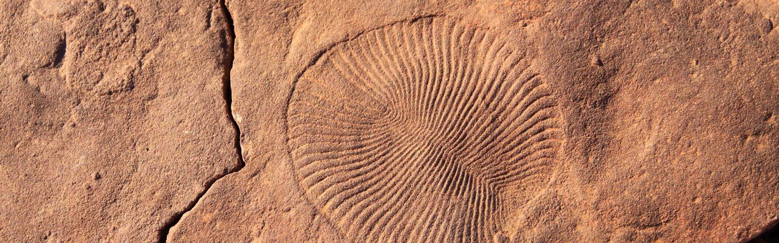 a circular fossil in a reddish stone surface.