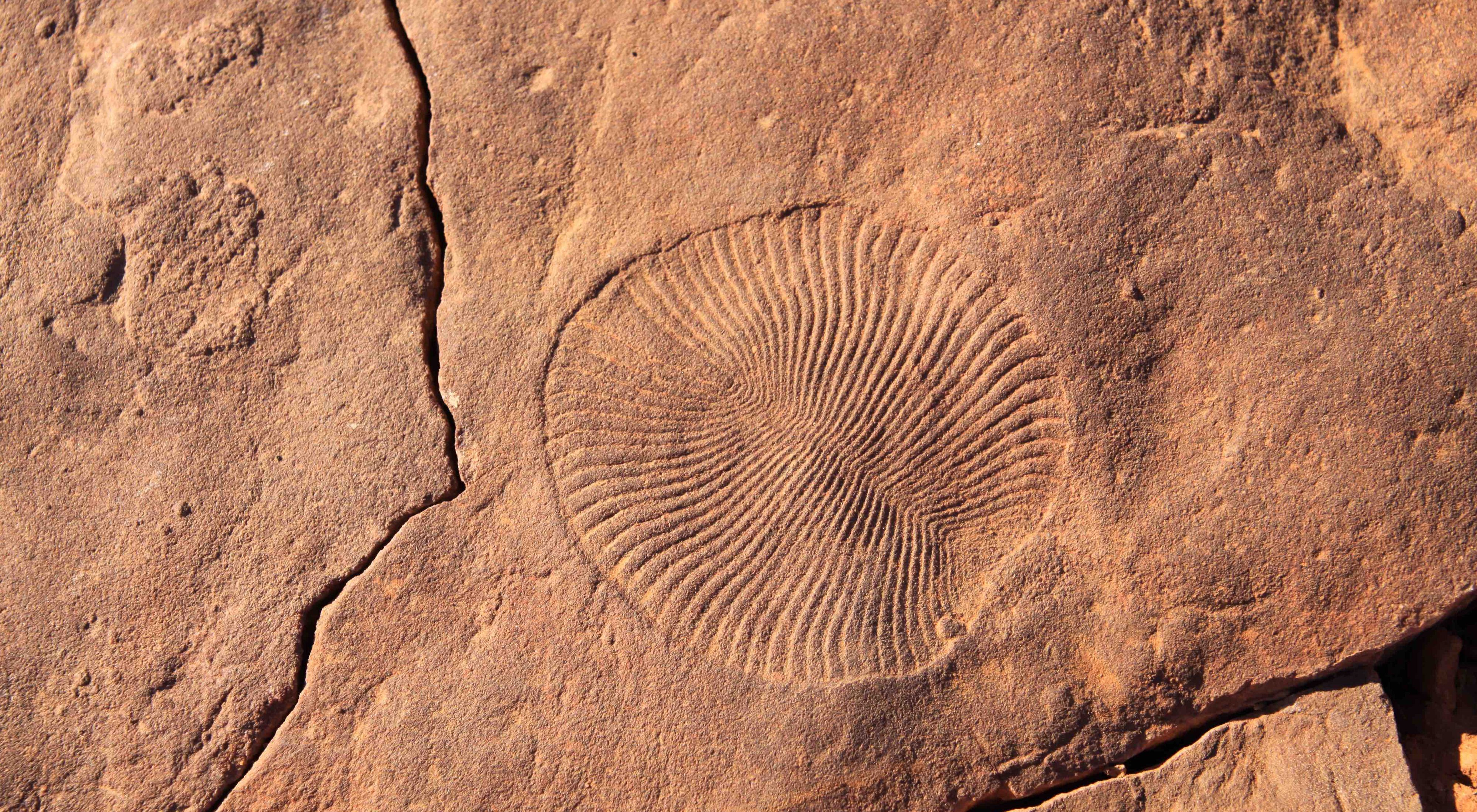 A Dickinsonia fossil  in full view 