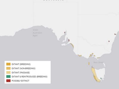 Orange-bellied Parrot areas