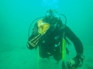 Diver_off_Dromana.JPG?crop=0,400,4000,22