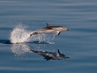jumping out of the water
