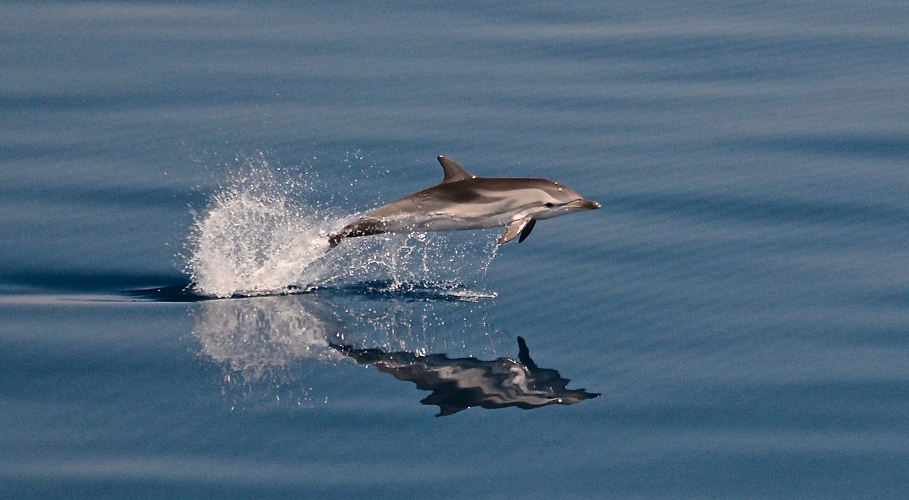 Dolphin Jumping