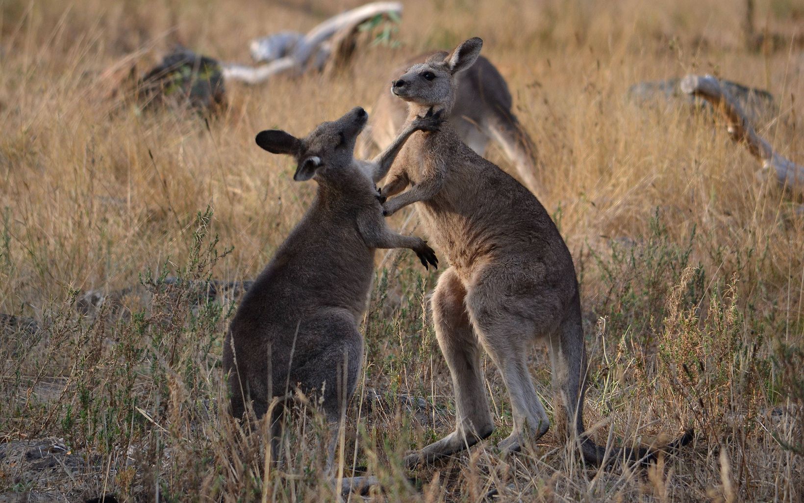Eastern Grey Kangaroo joeys playing © Beau Meney