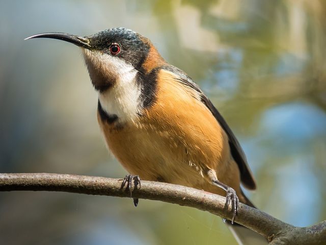 found in southeastern Australia.
