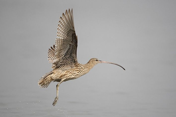 Eastern Curlew